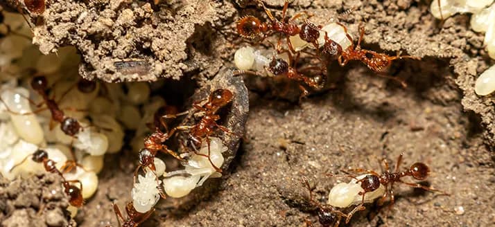 An ant colony