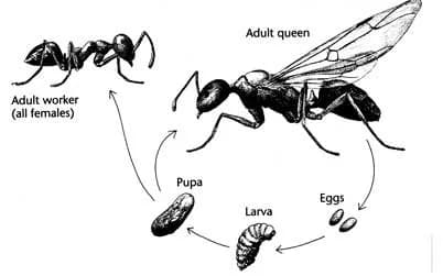 Ant life cycle from egg to adult