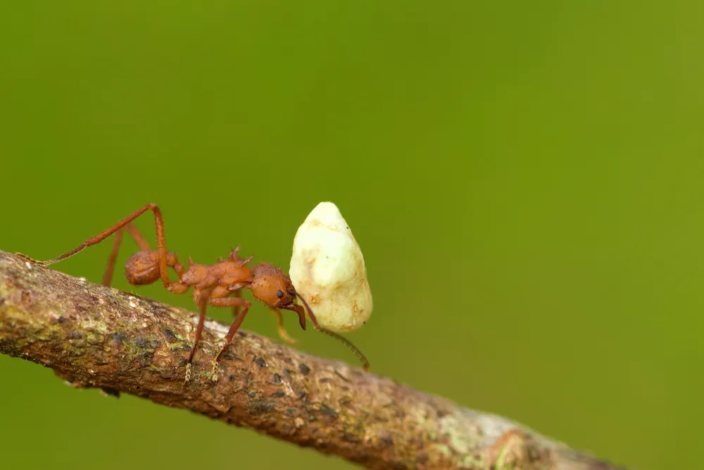 Ants—Superheroes of the Insect World