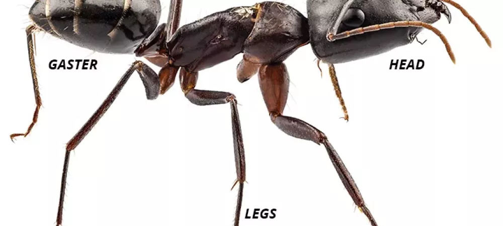 Ants in California