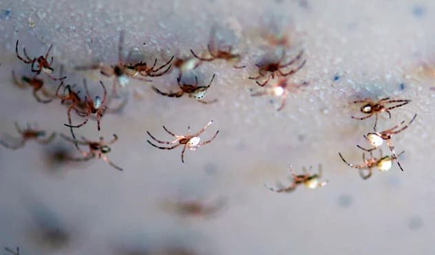 Black widow hatchlings emerging from egg sack