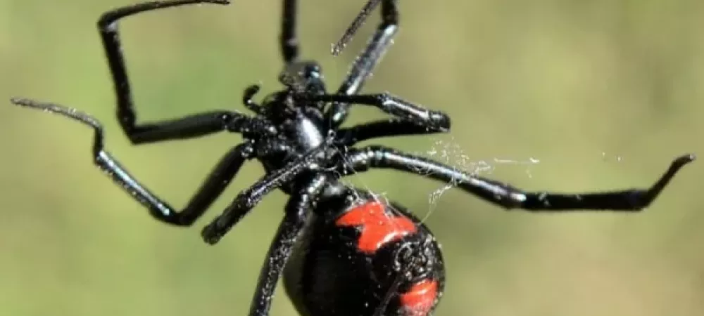 Black Widow (Latrodectus Hesperus)