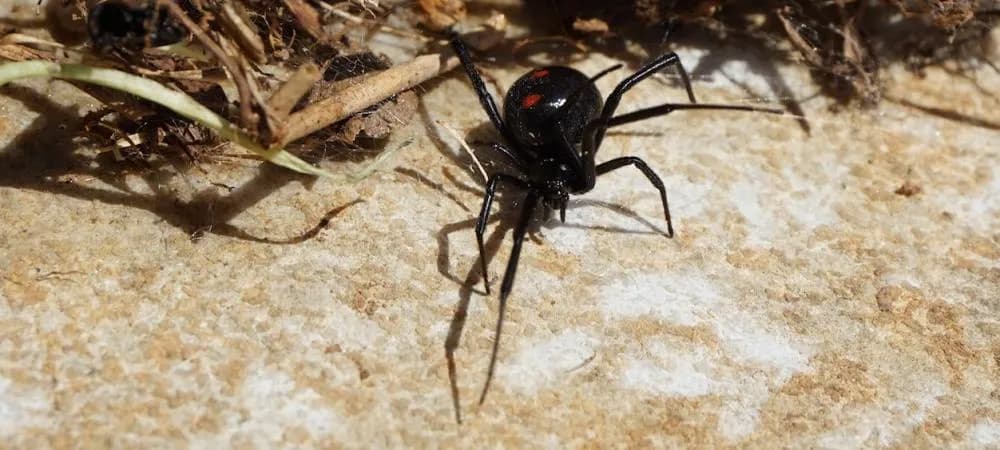 Can a Black Widow Spider Bite Kill Your Dog? Spider Bites on Dogs