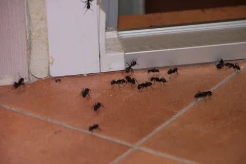 Ants invading a home in California