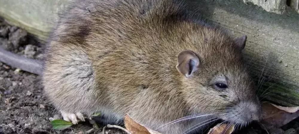 Norway Rats (Rattus Norvegicus)
