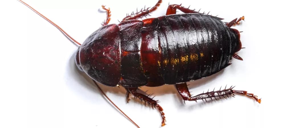 Oriental Cockroaches in Sacramento: The Perfect Storm and How to Fight Back
