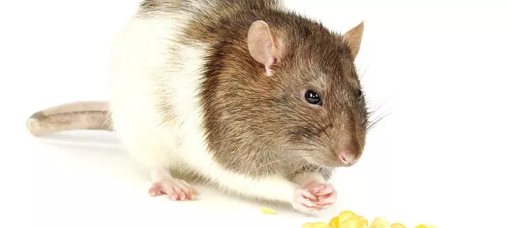 Types of Rodents in California