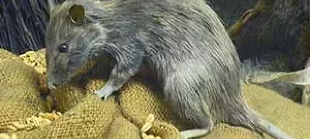Roof Rats (Rattus Rattus)