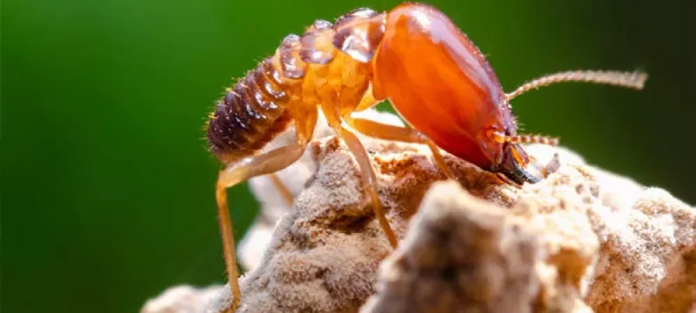Signs of Termites in Sacramento