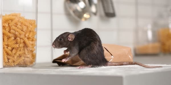 Rodent Control (+ Proofing)