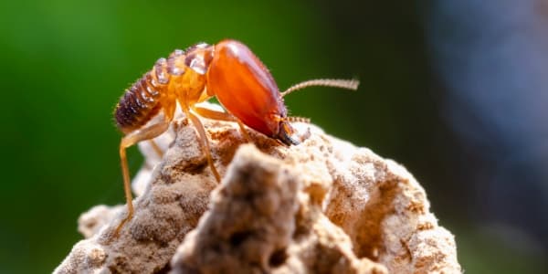 Termite Control
